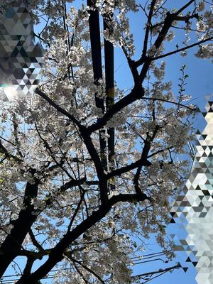 桜井の写メ日記｜パンドラ 吉原高級店ソープ