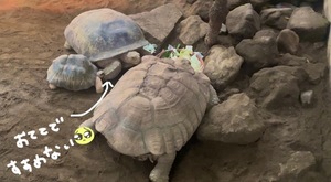 Komachiの写メ日記｜プレミアム 吉原高級店ソープ