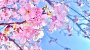 Rinkaの写メ日記｜プレミアム 吉原高級店ソープ