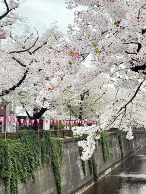 Haruの写メ日記｜プレミアム 吉原高級店ソープ