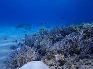 Ikuの写メ日記｜プレミアム 吉原高級店ソープ