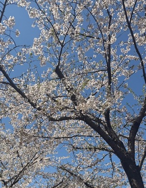 Kanamiの写メ日記｜プレミアム 吉原高級店ソープ