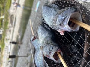 Satsukiの写メ日記｜プレミアム 吉原高級店ソープ