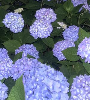 Enaの写メ日記｜プレミアム 吉原高級店ソープ