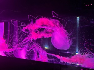 Ritoの写メ日記｜プレミアム 吉原高級店ソープ