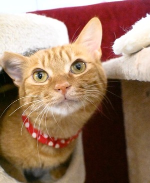 Ritoの写メ日記｜プレミアム 吉原高級店ソープ