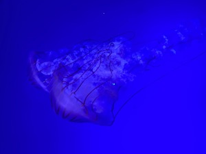 Kobatoの写メ日記｜プレミアム 吉原高級店ソープ
