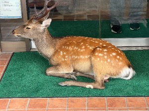 Otoneの写メ日記｜プレミアム 吉原高級店ソープ