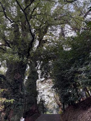 白藤の写メ日記｜プレジデントクラブ 吉原高級店ソープ