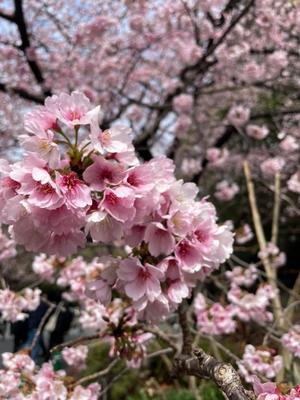 白藤の写メ日記｜プレジデントクラブ 吉原高級店ソープ