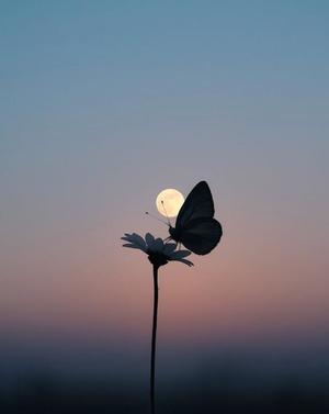 白藤の写メ日記｜プレジデントクラブ 吉原高級店ソープ