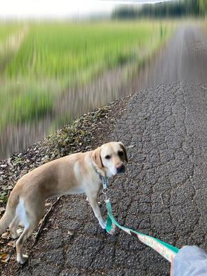 高杉しのぶの写メ日記｜プレジデントクラブ 吉原高級店ソープ
