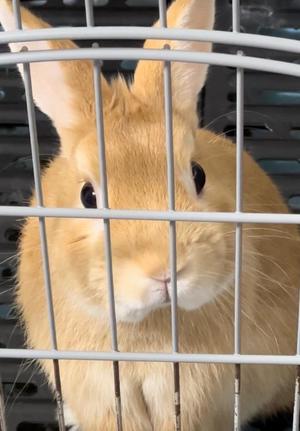 月島ももの写メ日記|プレジデントクラブ 吉原高級店ソープ