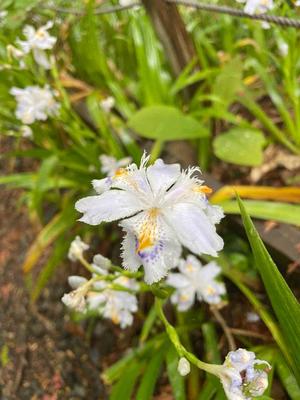 月島ももの写メ日記｜プレジデントクラブ 吉原高級店ソープ