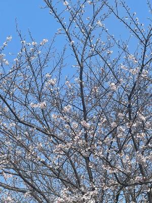 黒木ひよりの写メ日記｜プレジデントクラブ 吉原高級店ソープ