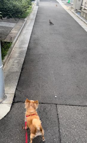 一条彩香の写メ日記｜プレジデントクラブ 吉原高級店ソープ