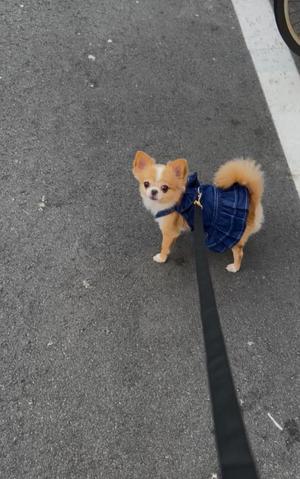 一条彩香の写メ日記｜プレジデントクラブ 吉原高級店ソープ