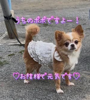 一条彩香の写メ日記｜プレジデントクラブ 吉原高級店ソープ