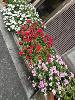 一条彩香の写メ日記｜プレジデントクラブ 吉原高級店ソープ