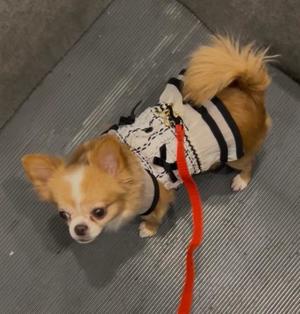 一条彩香の写メ日記｜プレジデントクラブ 吉原高級店ソープ