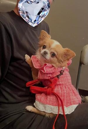 一条彩香の写メ日記｜プレジデントクラブ 吉原高級店ソープ