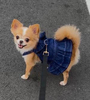 一条彩香の写メ日記｜プレジデントクラブ 吉原高級店ソープ