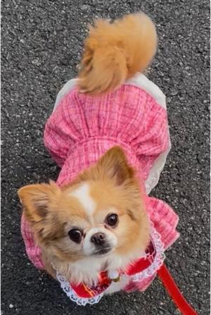 一条彩香の写メ日記｜プレジデントクラブ 吉原高級店ソープ