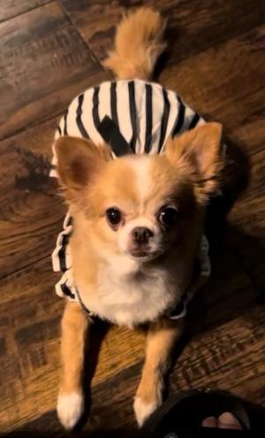 一条彩香の写メ日記｜プレジデントクラブ 吉原高級店ソープ