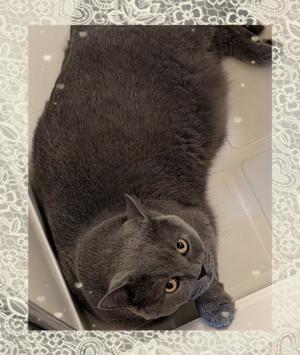 吹石里香の写メ日記｜プレジデントクラブ 吉原高級店ソープ