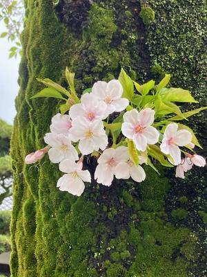 松嶋那々の写メ日記|プレジデントクラブ 吉原高級店ソープ