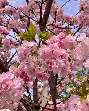 松嶋那々の写メ日記｜プレジデントクラブ 吉原高級店ソープ