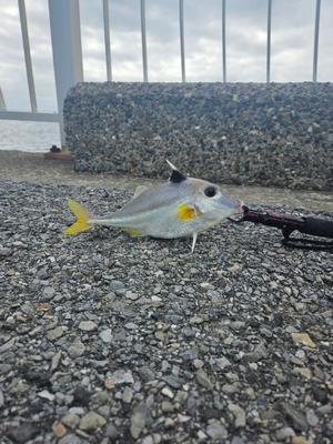 成瀬まこの写メ日記｜プレジデントクラブ 吉原高級店ソープ