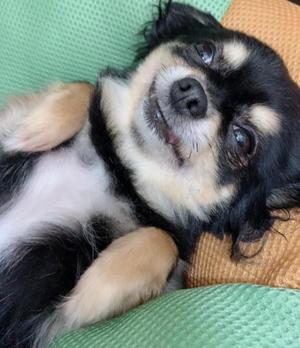 新木りさこの写メ日記｜プレジデントクラブ 吉原高級店ソープ