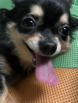 新木りさこの写メ日記｜プレジデントクラブ 吉原高級店ソープ