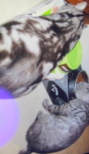 新木りさこの写メ日記｜プレジデントクラブ 吉原高級店ソープ