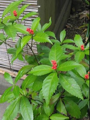 上原亜希子の写メ日記｜プレジデントハウス 吉原大衆店ソープ