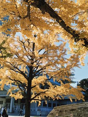 若林美加子の写メ日記｜プレジデントハウス 吉原大衆店ソープ