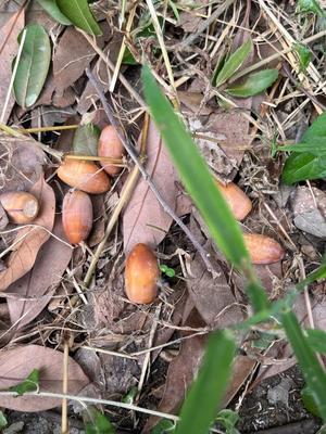 岡 かなえの写メ日記｜プレジデントハウス 吉原大衆店ソープ