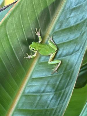 成瀬まこの写メ日記｜プレジデントハウス 吉原大衆店ソープ