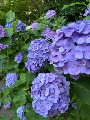 牧村彩加の写メ日記｜プレジデントハウス 吉原大衆店ソープ