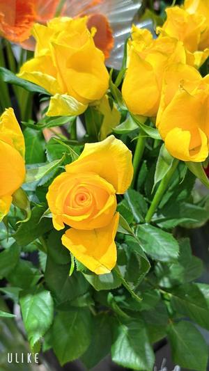 天海佑梨の写メ日記｜プレジデントハウス 吉原大衆店ソープ