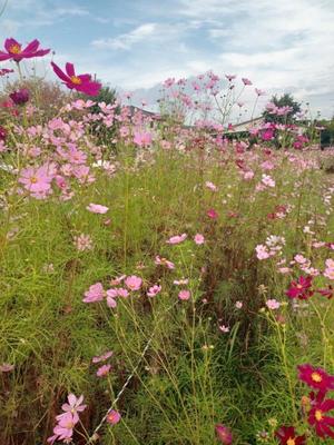 天海佑梨の写メ日記｜プレジデントハウス 吉原大衆店ソープ