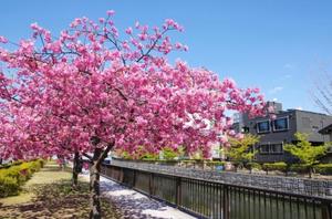 柊 月帆の写メ日記｜プレジデントハウス 吉原大衆店ソープ