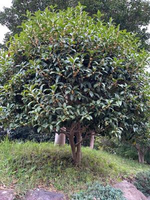 一条美和の写メ日記｜プレジデントハウス 吉原大衆店ソープ