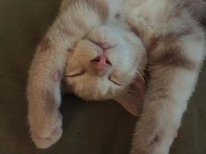 麻生乃愛の写メ日記｜プレジデントハウス 吉原大衆店ソープ