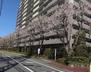 近乃いずみの写メ日記｜プレジデントハウス 吉原大衆店ソープ