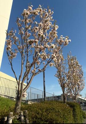 近乃いずみの写メ日記｜プレジデントハウス 吉原大衆店ソープ