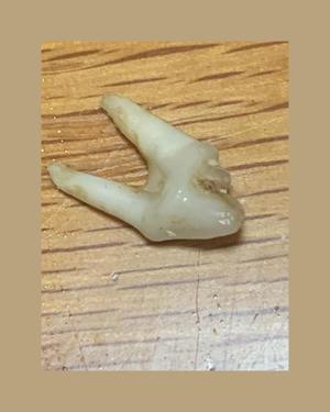 琴音みやびの写メ日記｜プレジデントハウス 吉原大衆店ソープ