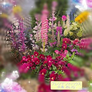 水瀬あいなの写メ日記｜プレジデントハウス 吉原大衆店ソープ