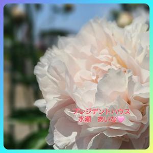 水瀬あいなの写メ日記｜プレジデントハウス 吉原大衆店ソープ